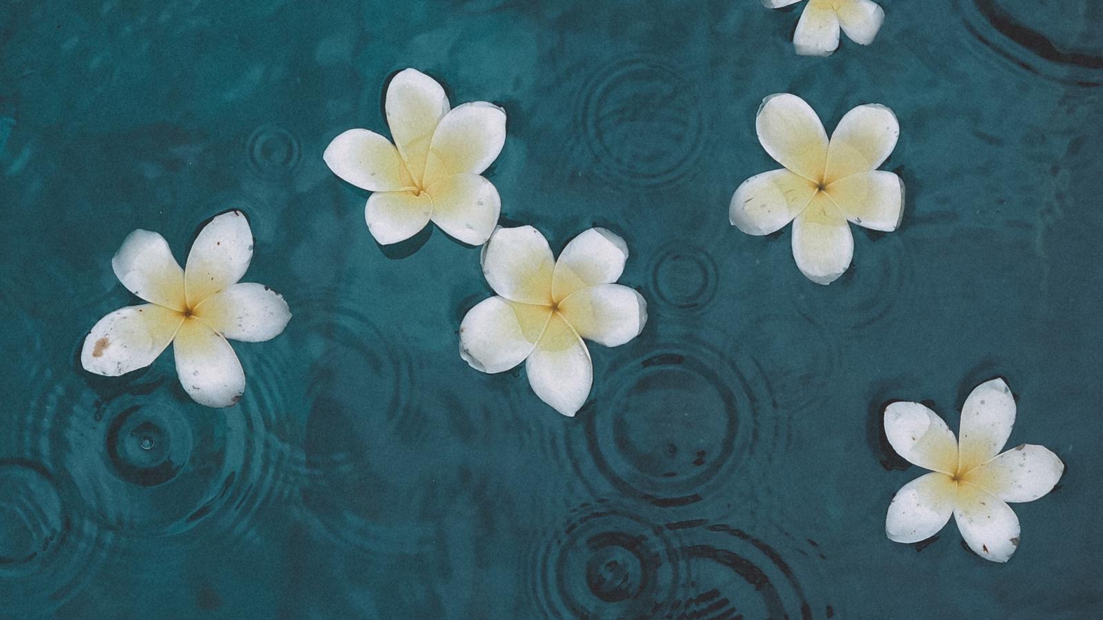 Frangipani flowers floating on rippled water — Lalita Properties Bali