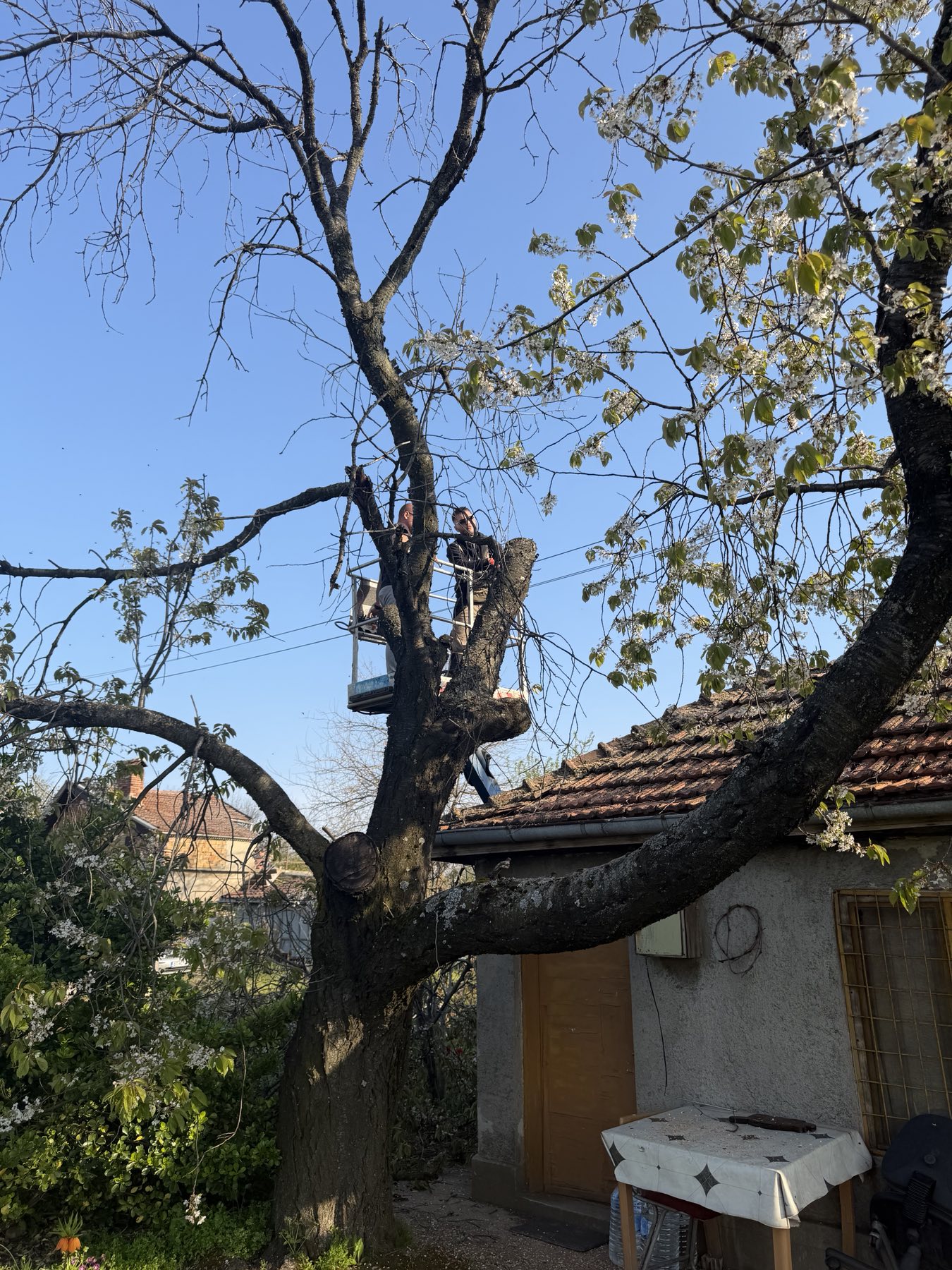 Кастрене на дърво до сграда