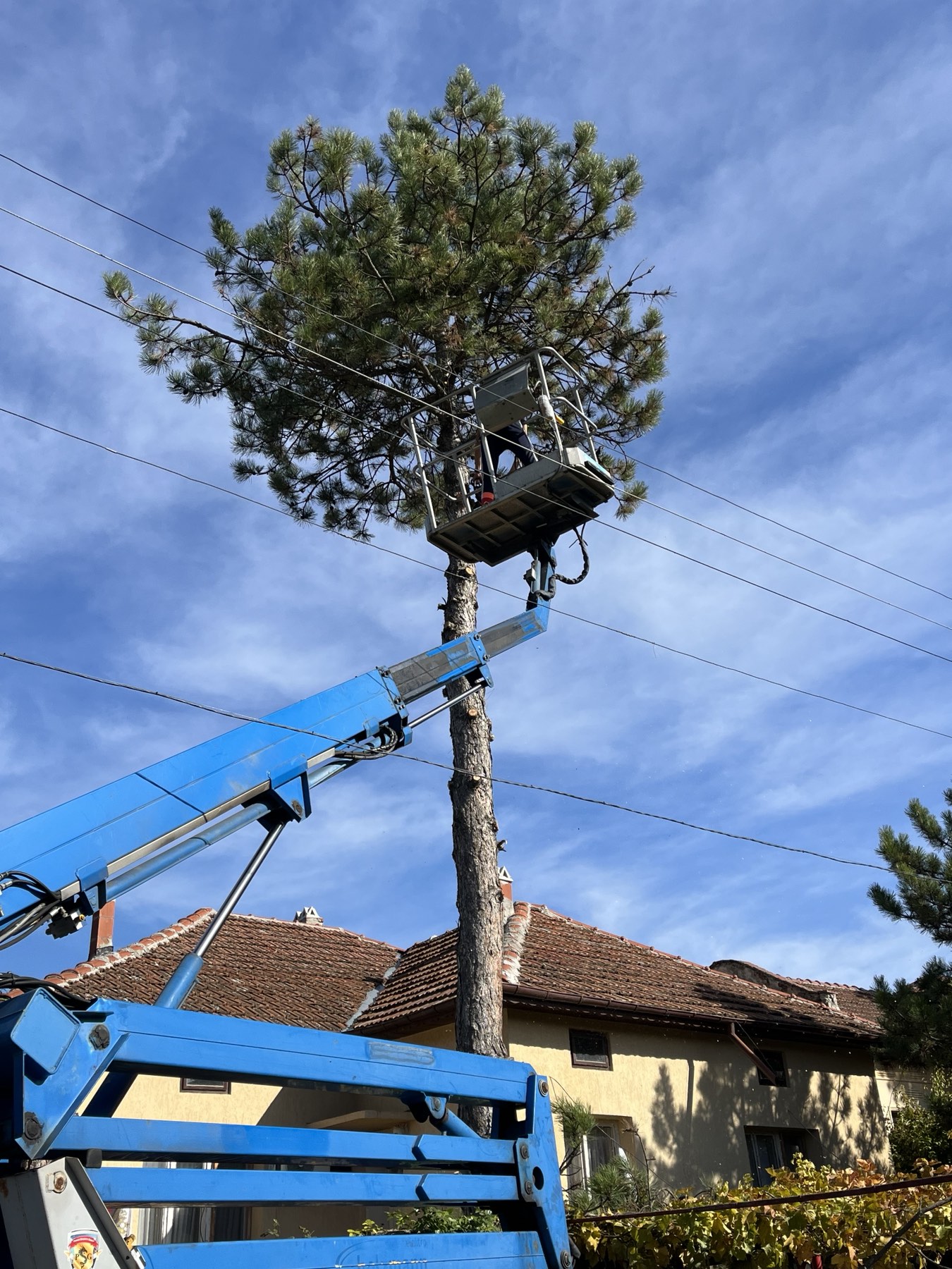 Опасни дървета и арбористика